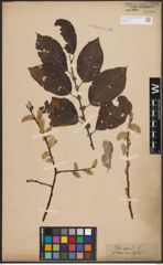 Foto von Salix caprea L.